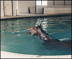 swimming horse
