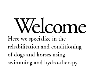 Welcome. Here we specialize in the rehabilitation and conditioning of dogs and horses using swimming and hydro-therapy.